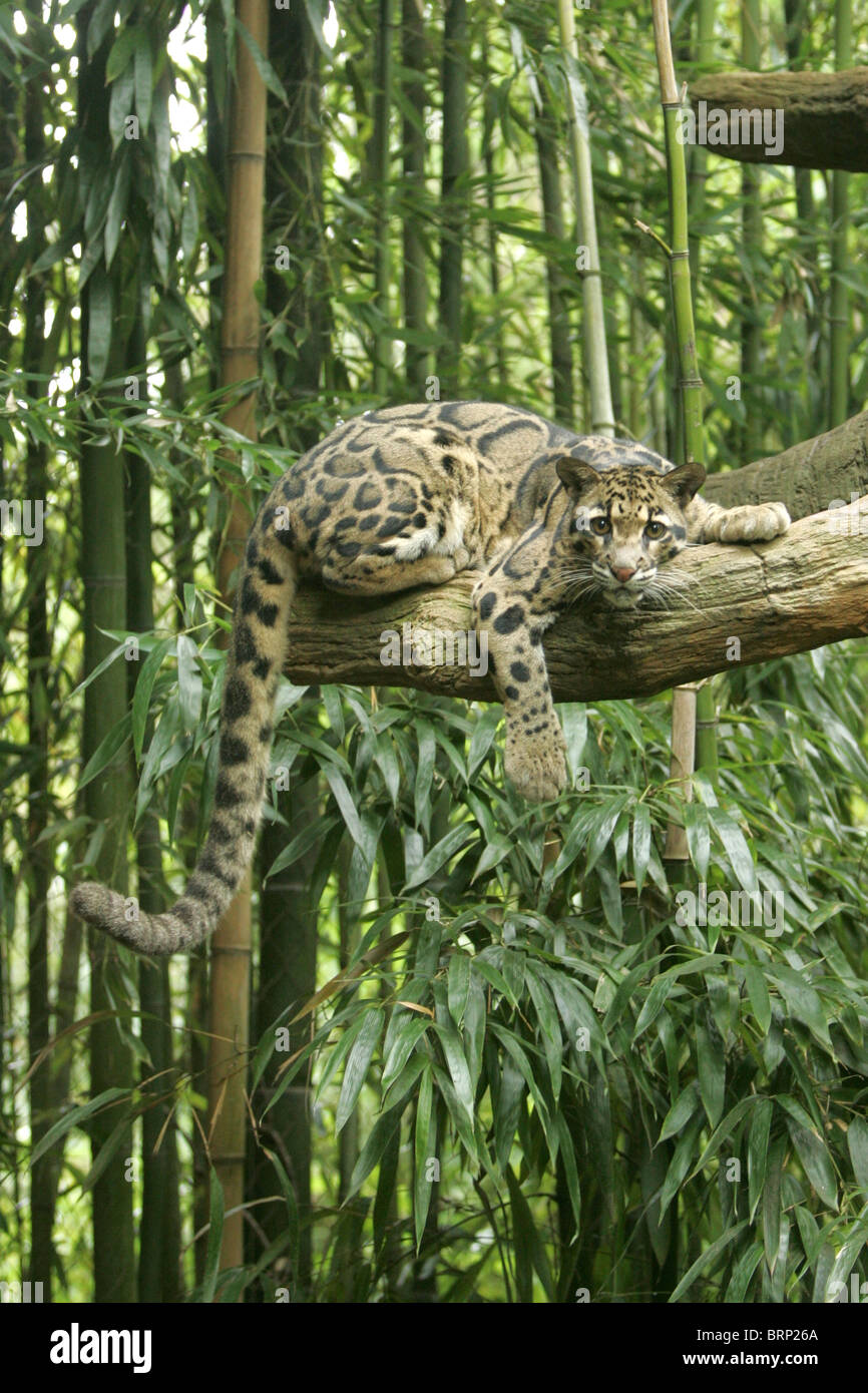 Clouded Leopard Tree High Resolution Stock Photography and Images - Alamy
