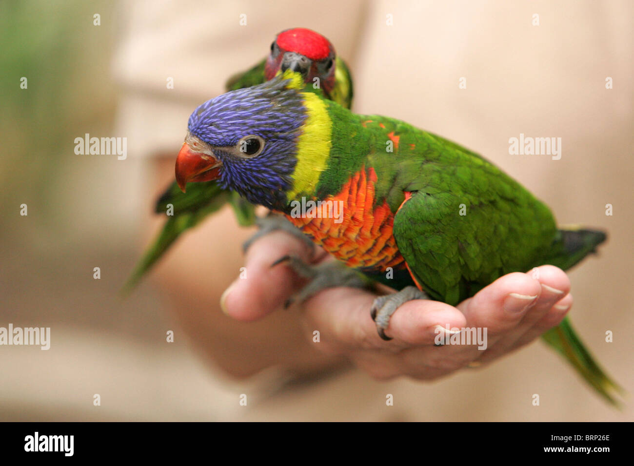 Rainbow Lorikeets perched on a persons hand Stock Photo