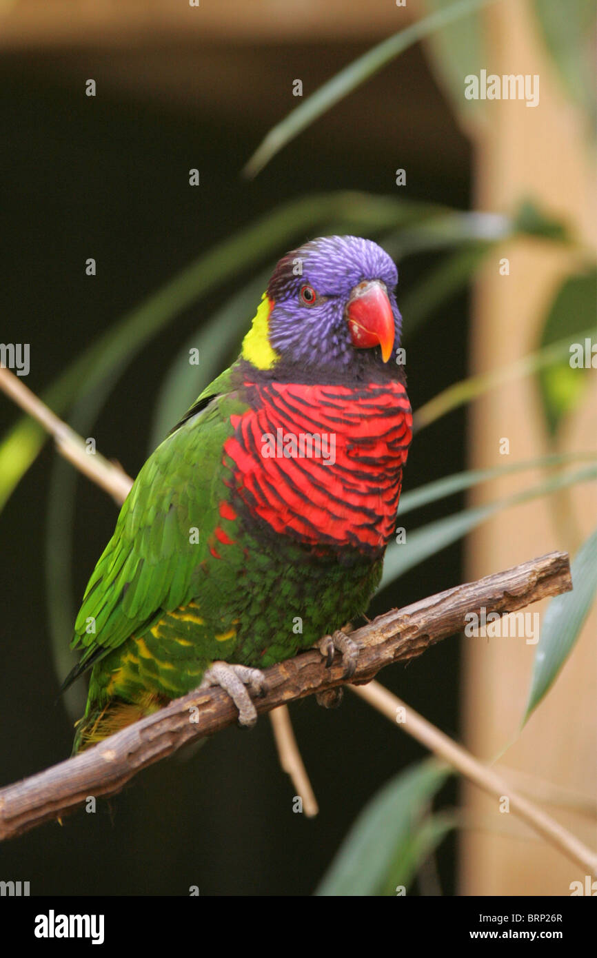 Rainbow Lorikeet perched on a branch with a blurred background Stock Photo