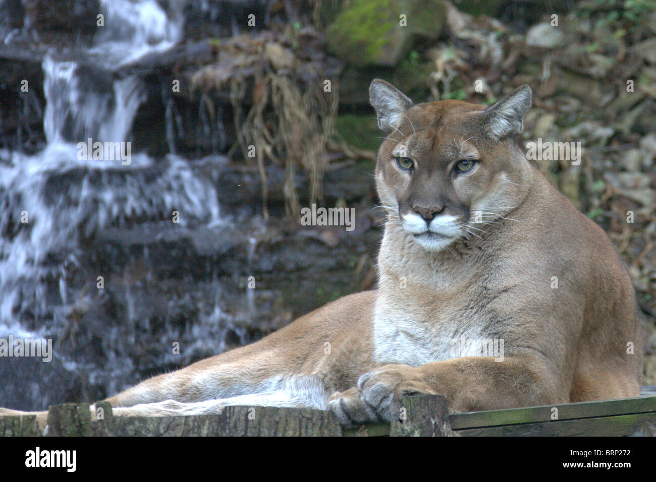 Cougar lying on its side with a waterfall in the background Stock Photo