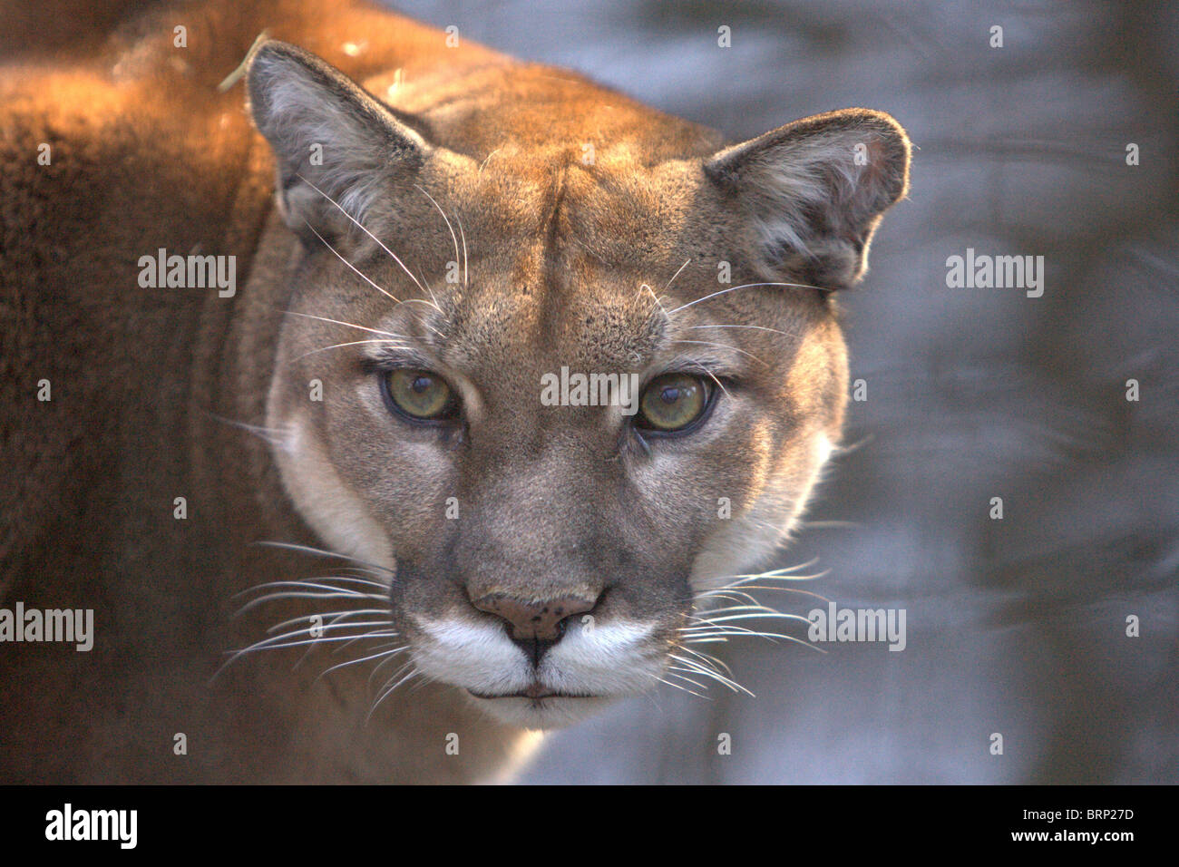 Cougar portrait Stock Photo - Alamy