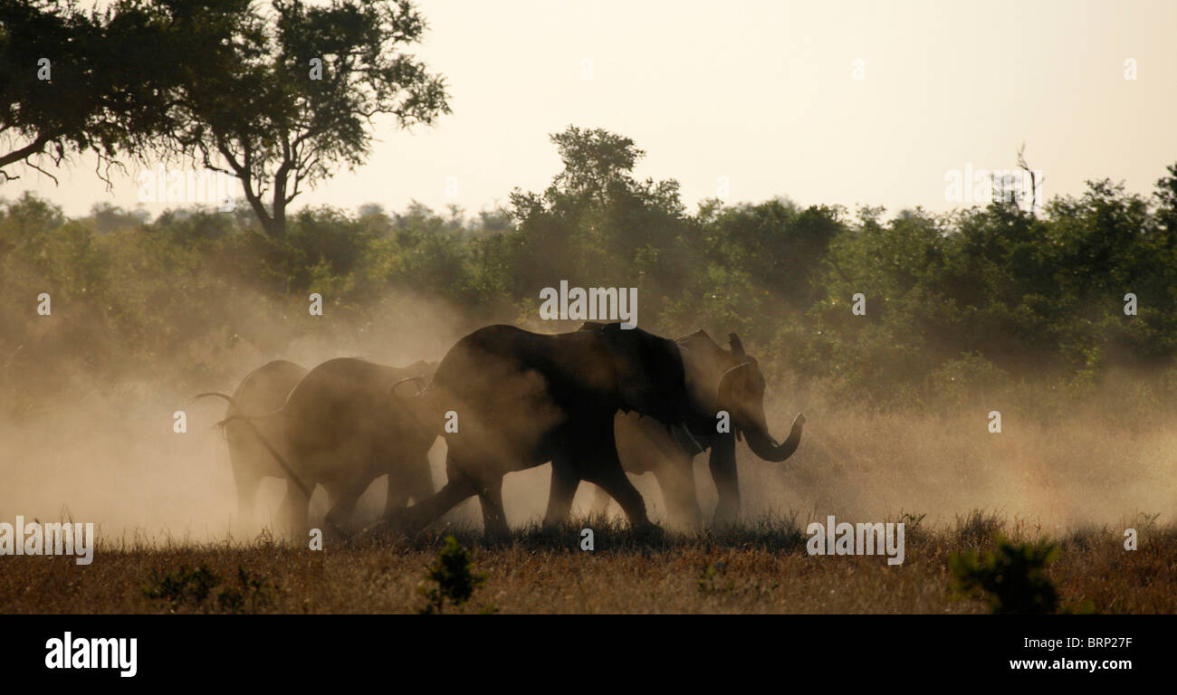 A dusty silhouette of a herd of African elephants walking in dry veld Stock Photo