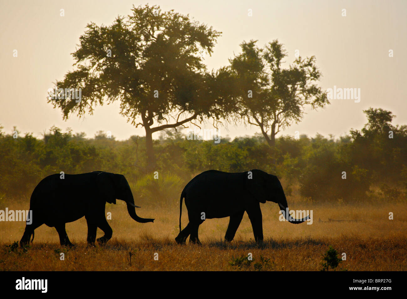 A silhouette of African elephants walking in dry veld Stock Photo