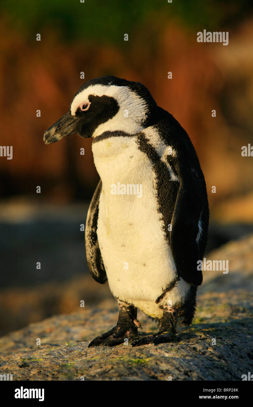 African Penguin Stock Photo