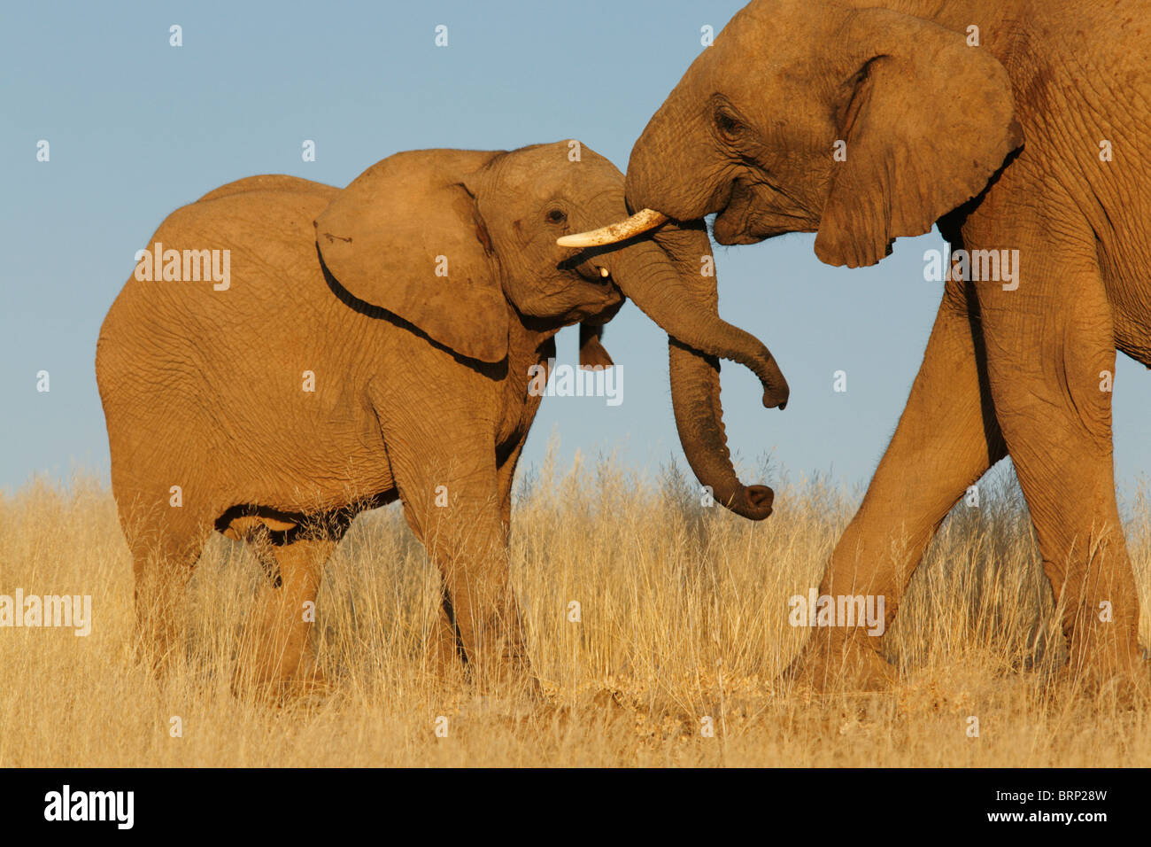 Elephant mother and calf play fighting Stock Photo