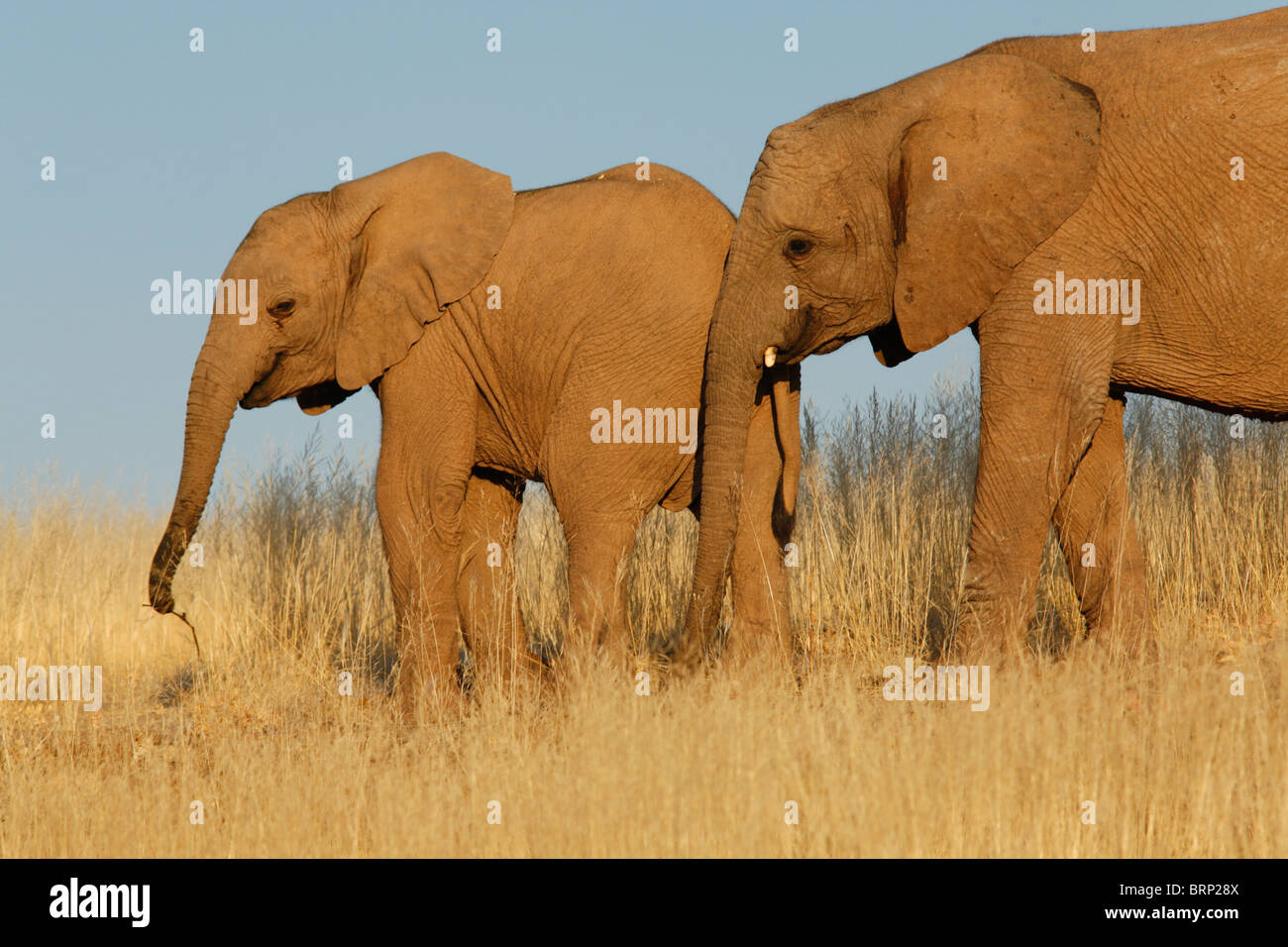 Elephant mother and sub adult calf Stock Photo