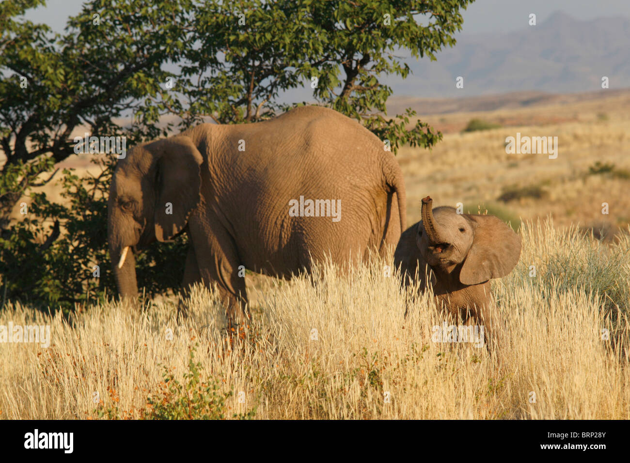 Elephant mother and young calf with raised trunk Stock Photo