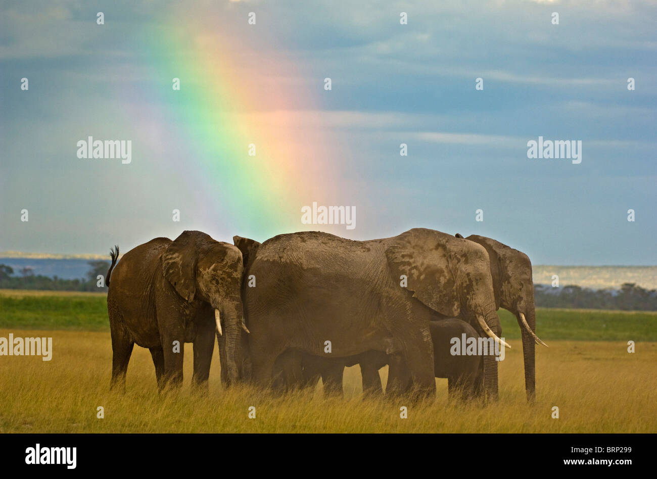 African Elephants (Loxodonta africana) and rainbow Stock Photo