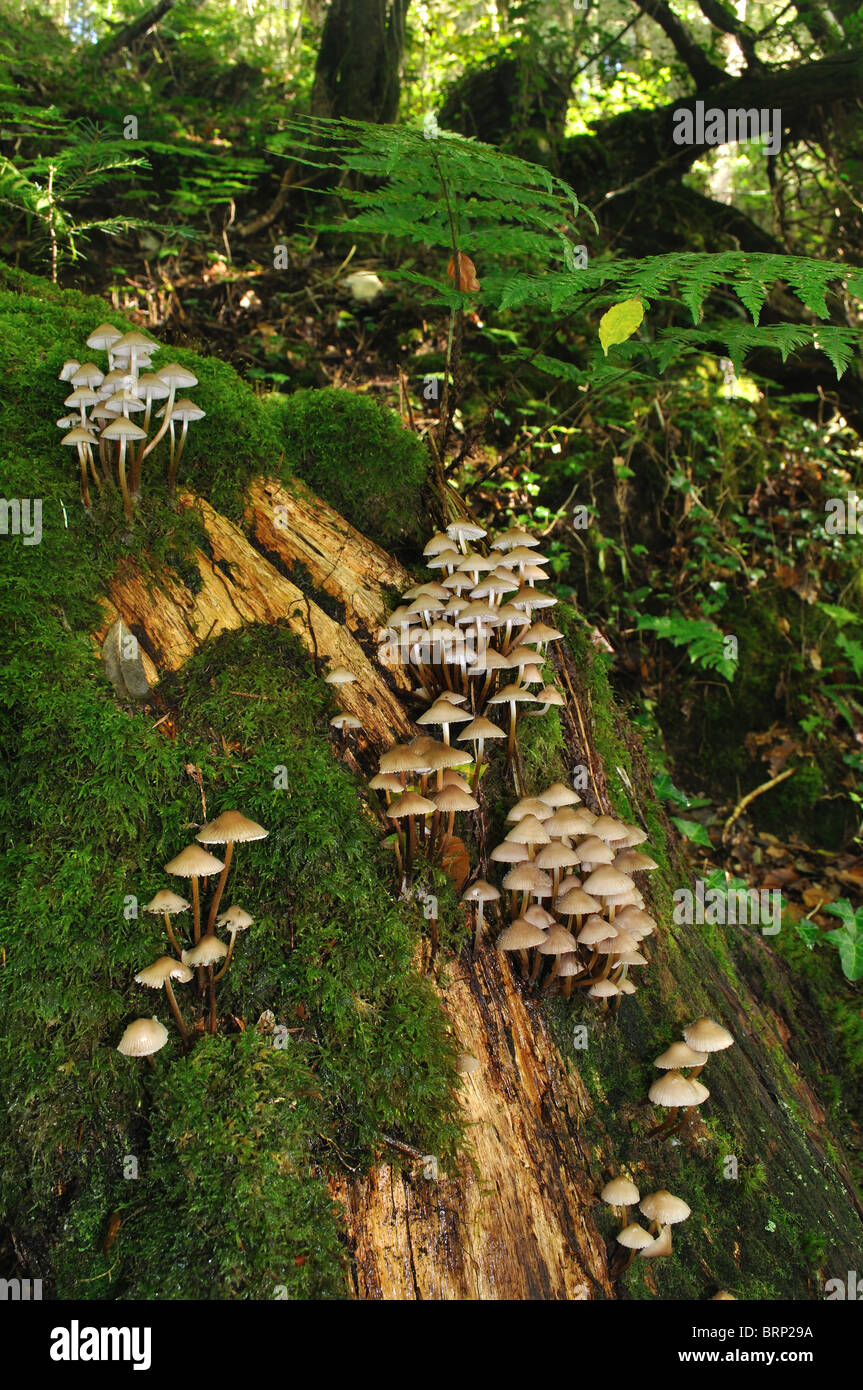 Fungi Bonnet mycena fungus on rotting tree stump, Cwm Ffynone, Pembrokeshire, Wales, United Kingdom Stock Photo