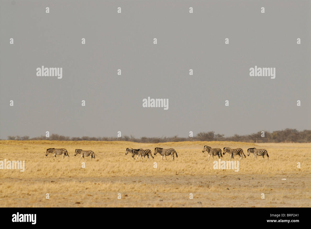 Herd of Burchell's zebra on grass plains Stock Photo