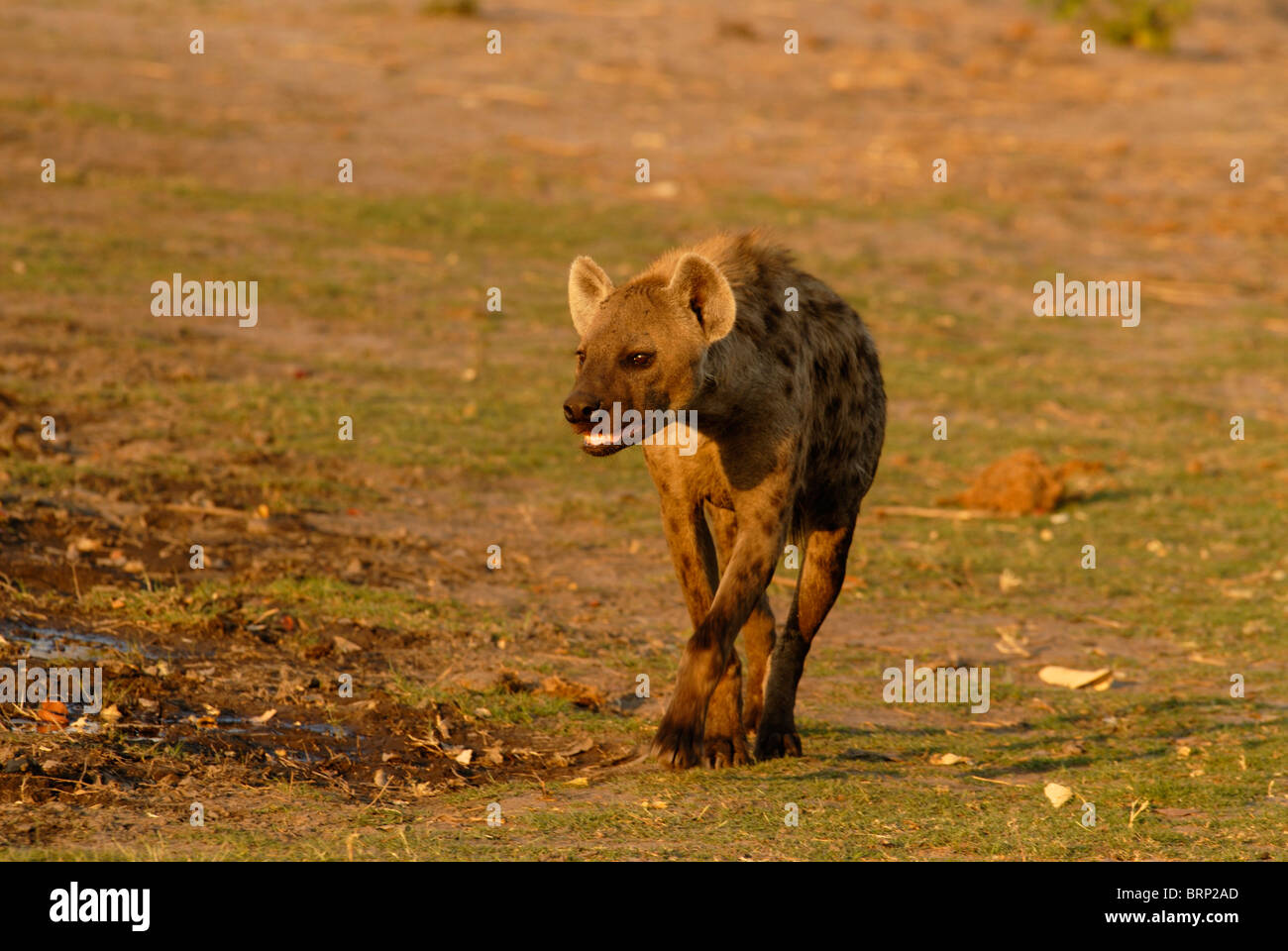 Spotted hyaena Stock Photo