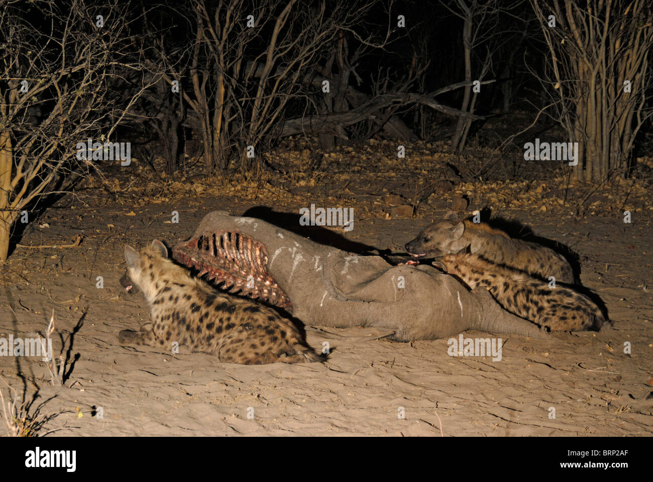 Spotted hyenas with elephant carcass Stock Photo