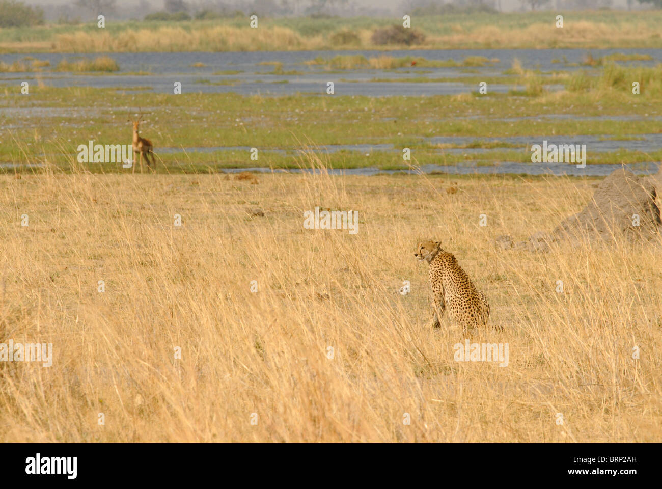 Cheetah stalking across floodplain Stock Photo