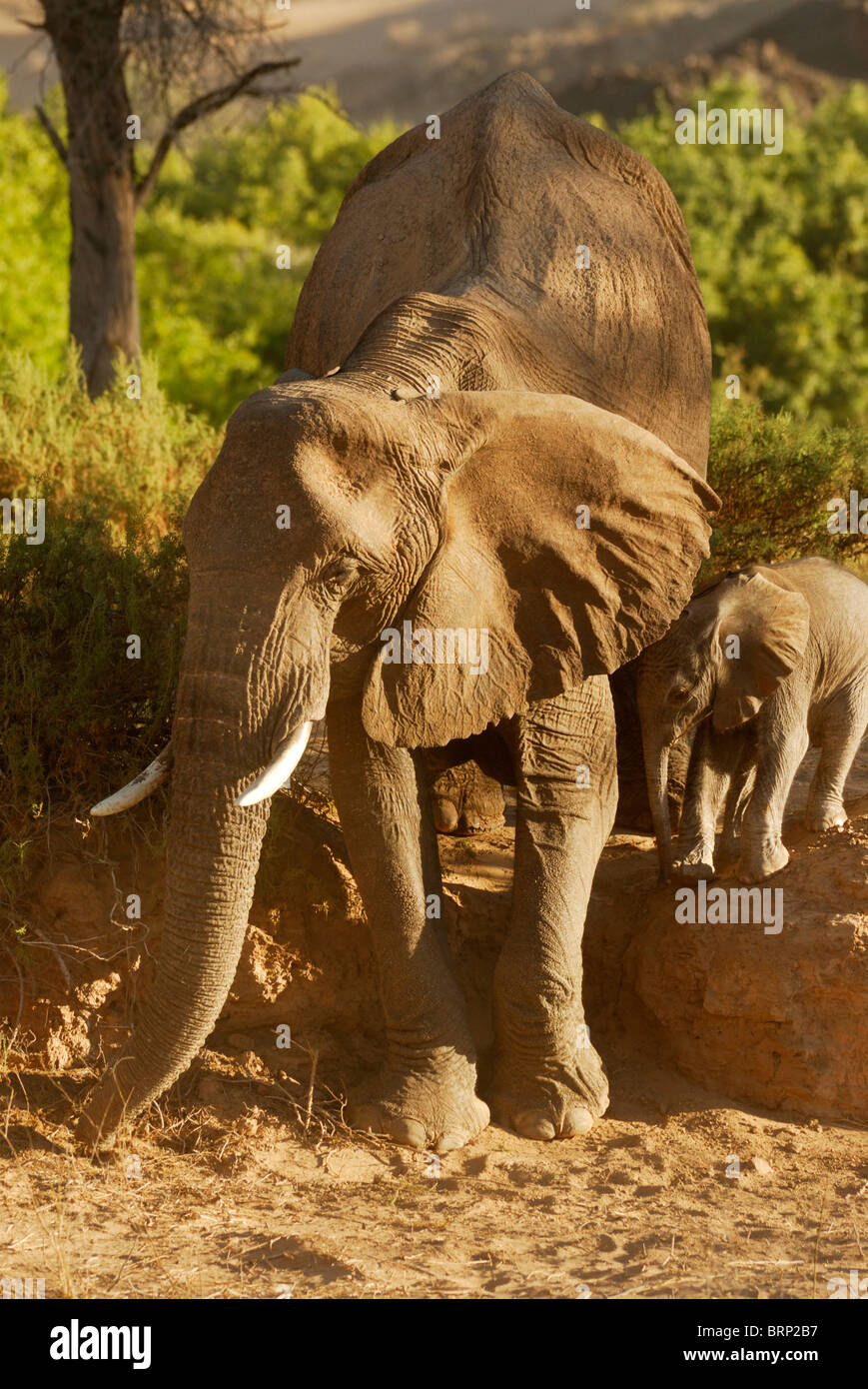 Elephant cow and young calf climbing down into river bank Stock Photo