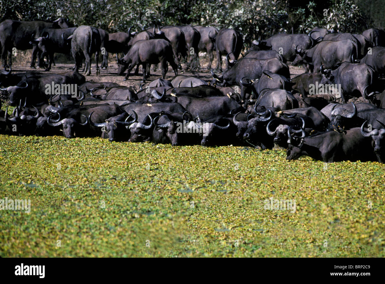 Buffalo (Syncerus caffer) drinking in water-weed covered pan Stock Photo