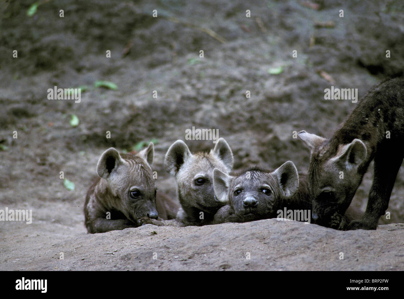 Spotted hyena pups (Crocuta crocuta) Stock Photo