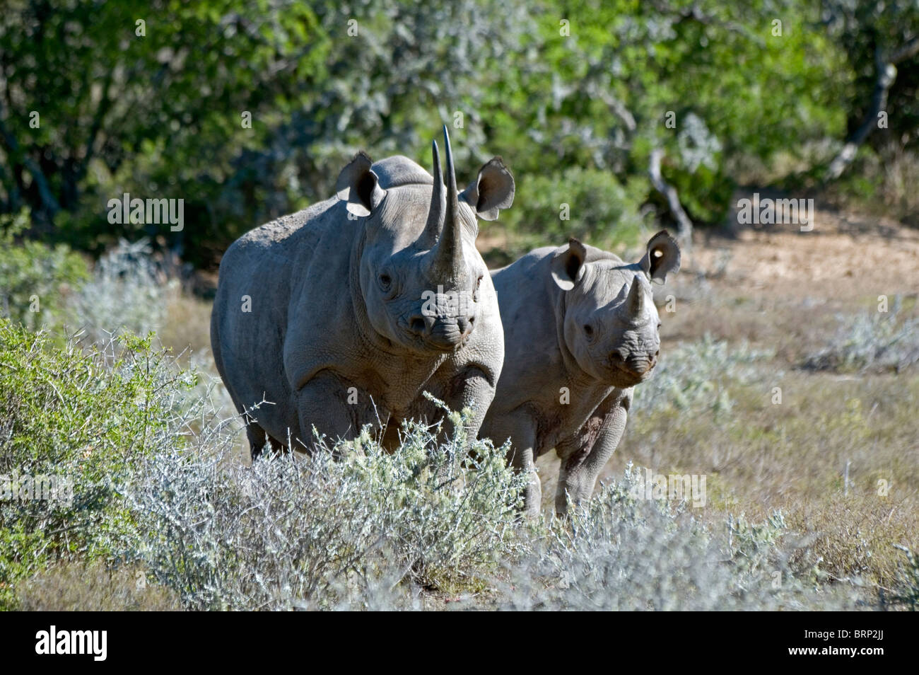 Black Rhino with calf (Diceros bicornis) Stock Photo