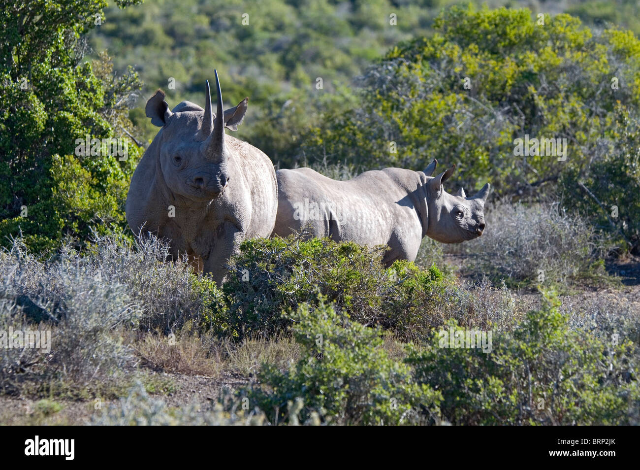 Black Rhino with calf (Diceros bicornis) Stock Photo