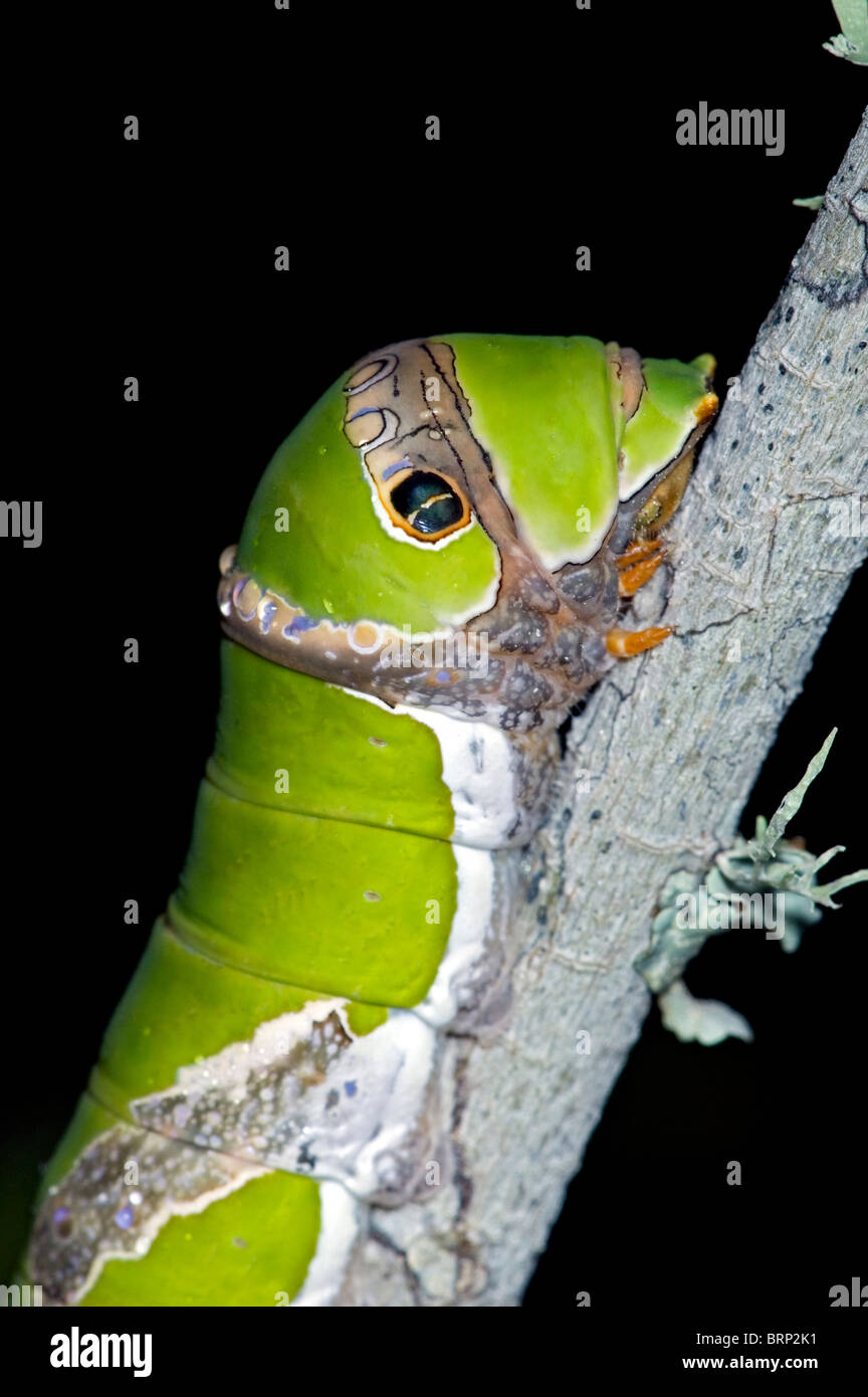 Mature larva of Citrus Swallowtail / Orange Dog with osmeterium extended in self defence (Papilio demodocus) Stock Photo