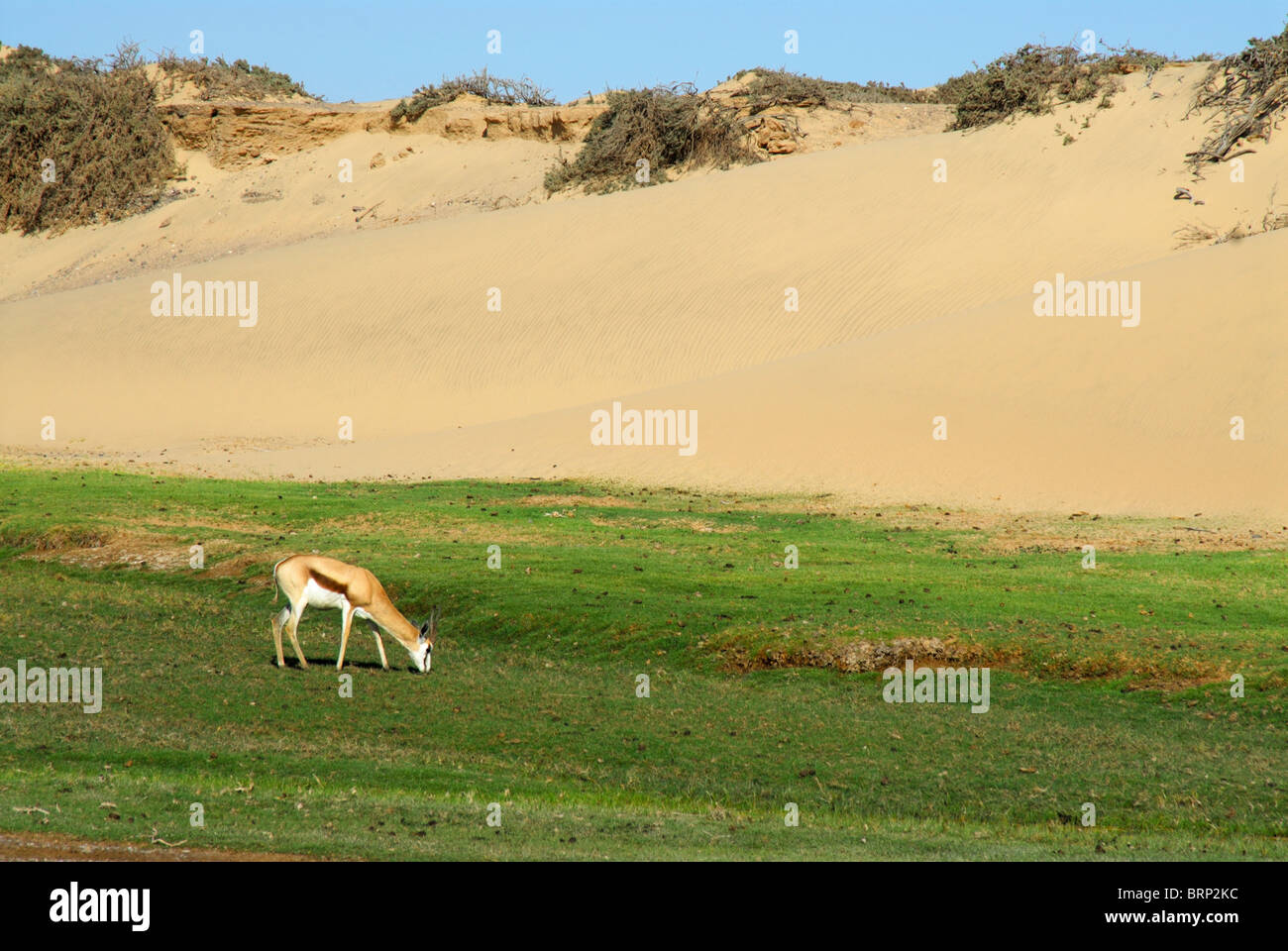 Lone springbok grazing on green grass in a desert Stock Photo