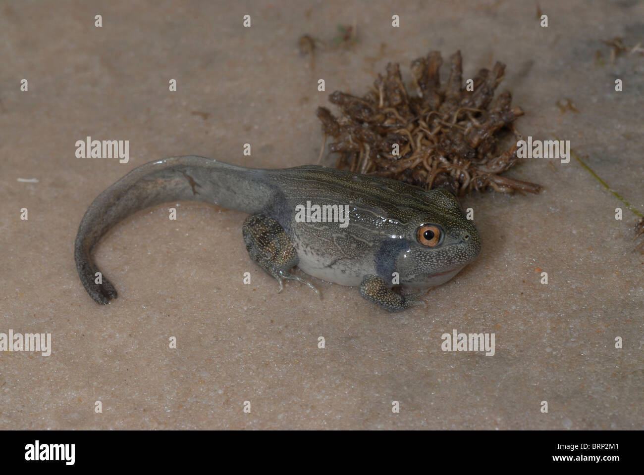 Bullfrog tadpole Stock Photo