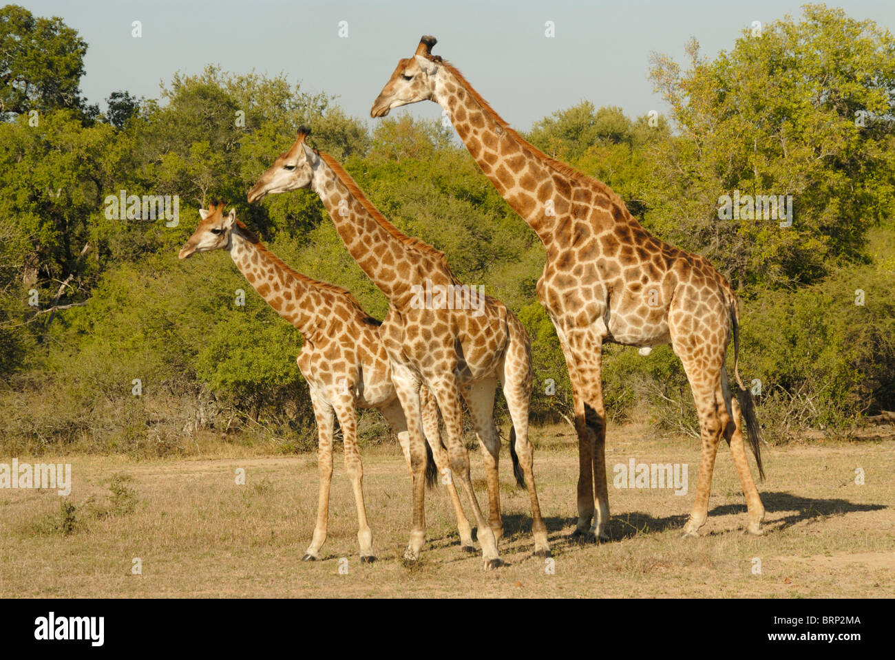 Three giraffe Stock Photo