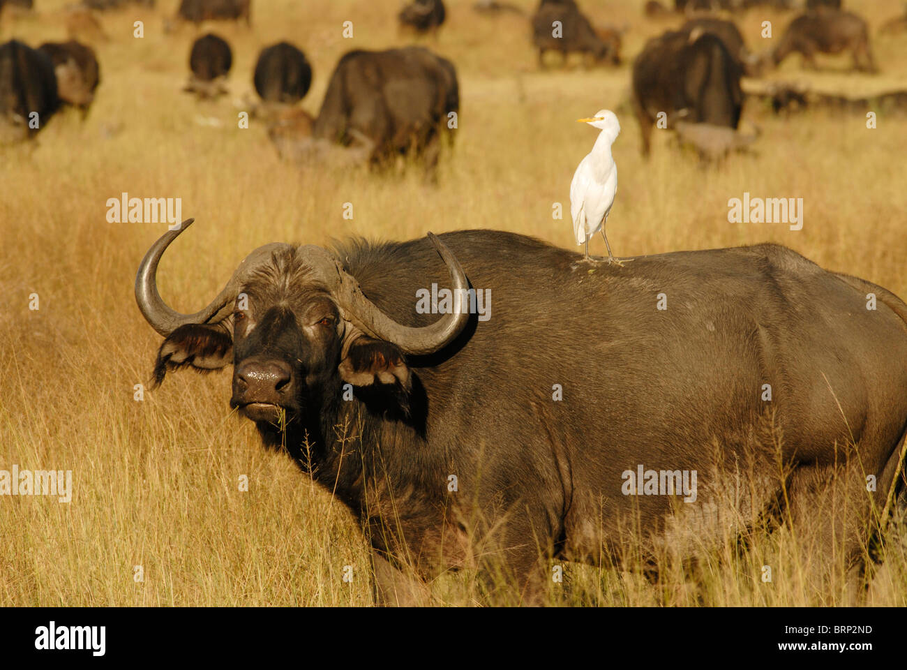 Cape buffalo wit cattle egret perched on its back Stock Photo