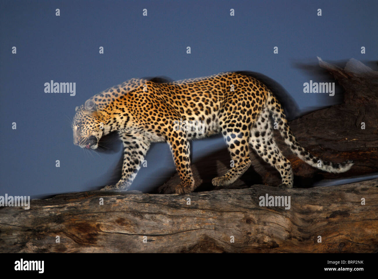 Leopard  on dry tree trunk Stock Photo