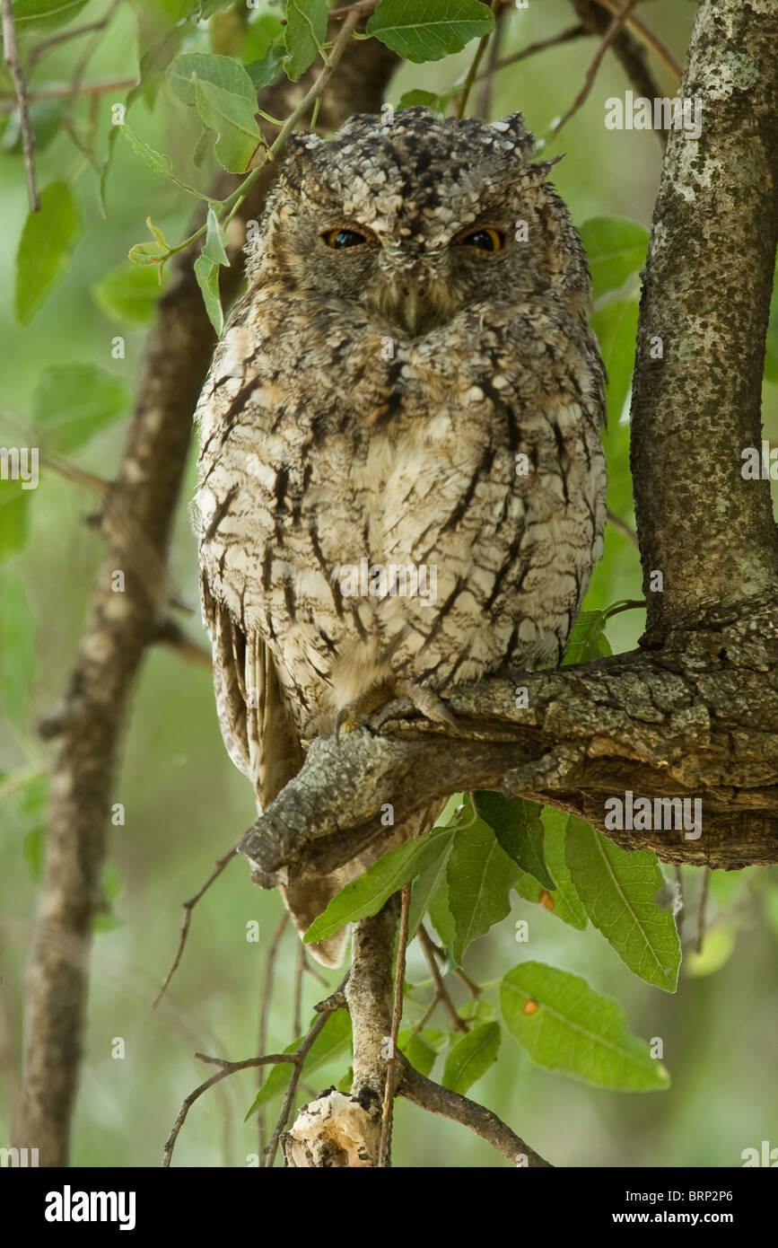 African Scops Owl sitting on a branch Stock Photo