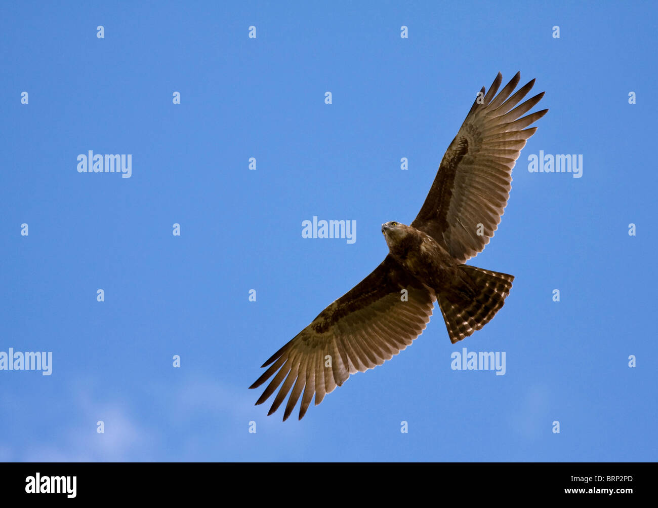 Brown Snake Eagle in flight Stock Photo