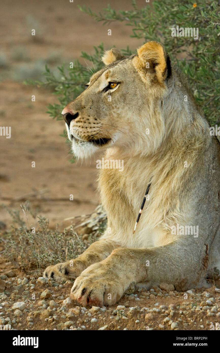 Lioness resting with a porcupine quill stuck in its neck Stock Photo