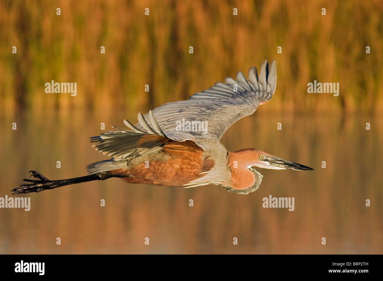 Goliath Heron in flight over water Stock Photo