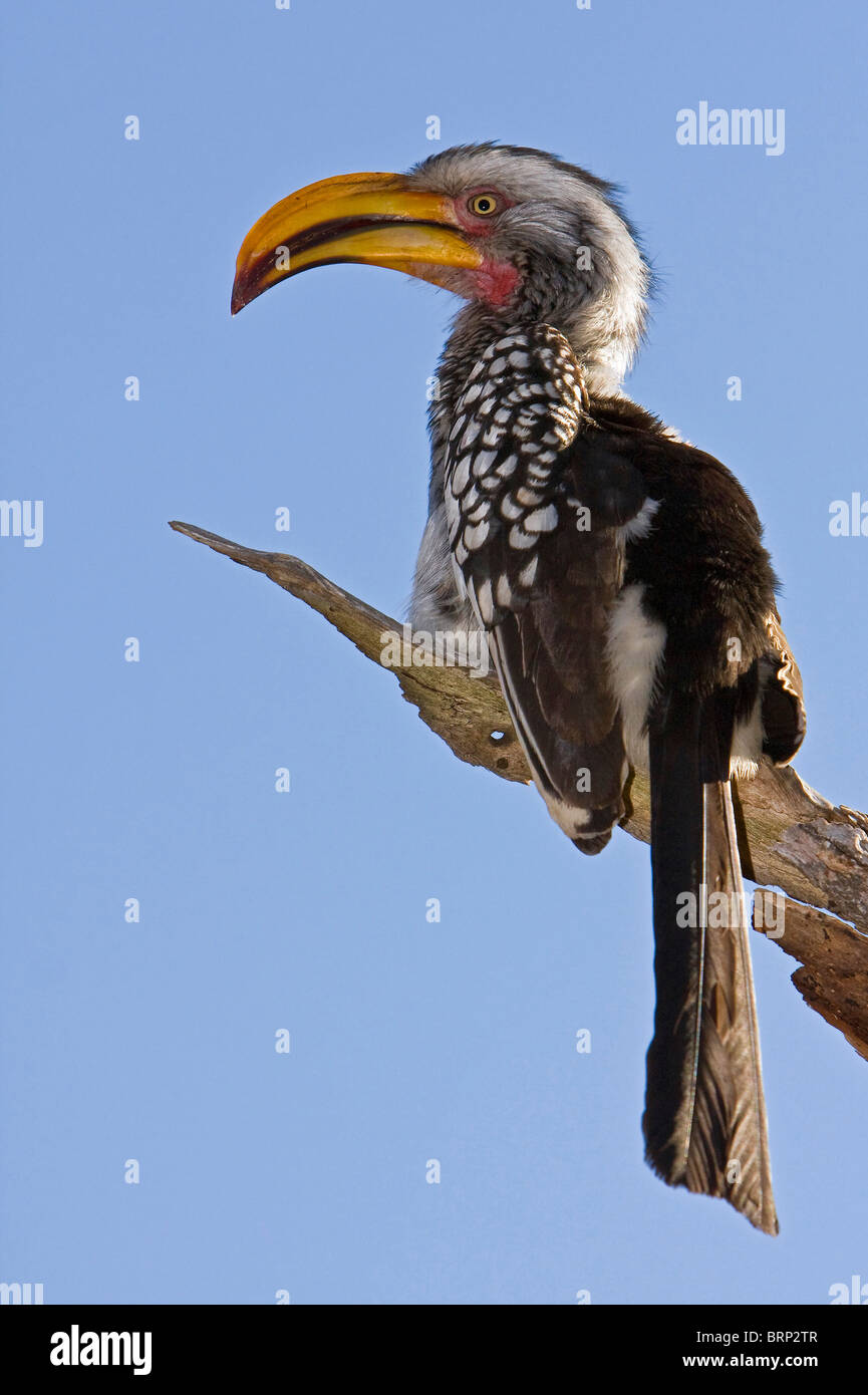 Southern yellow-billed hornbill perched on a dry branch Stock Photo
