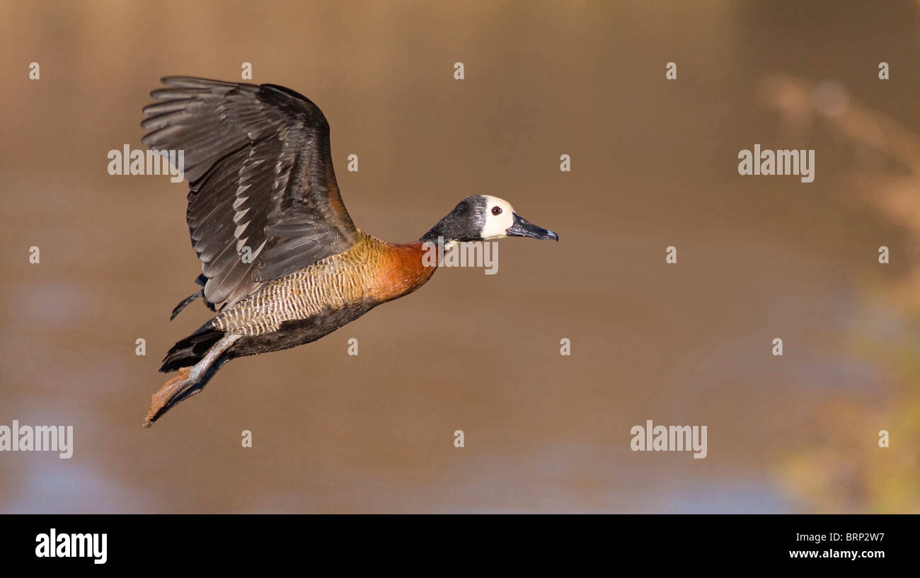 White-faced duck in flight over water Stock Photo
