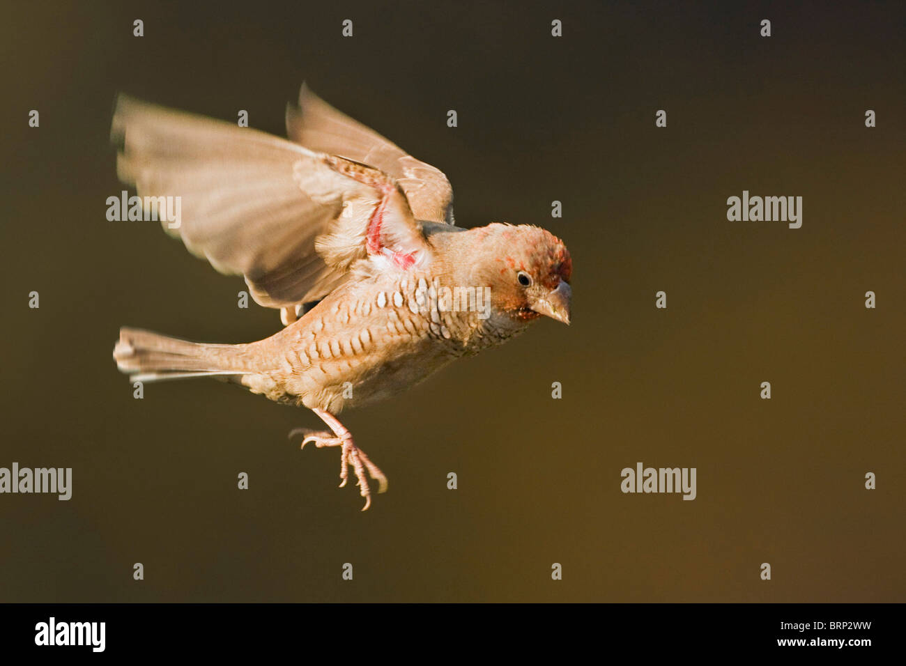 Red-headed Finch in flight Stock Photo