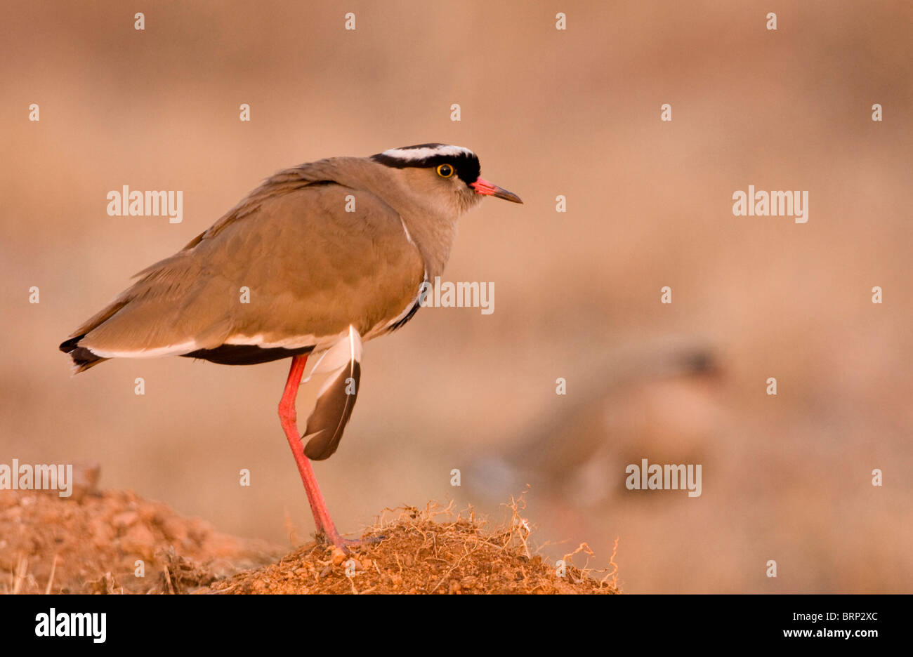 Crowned lapwing standing on one leg in warm light Stock Photo