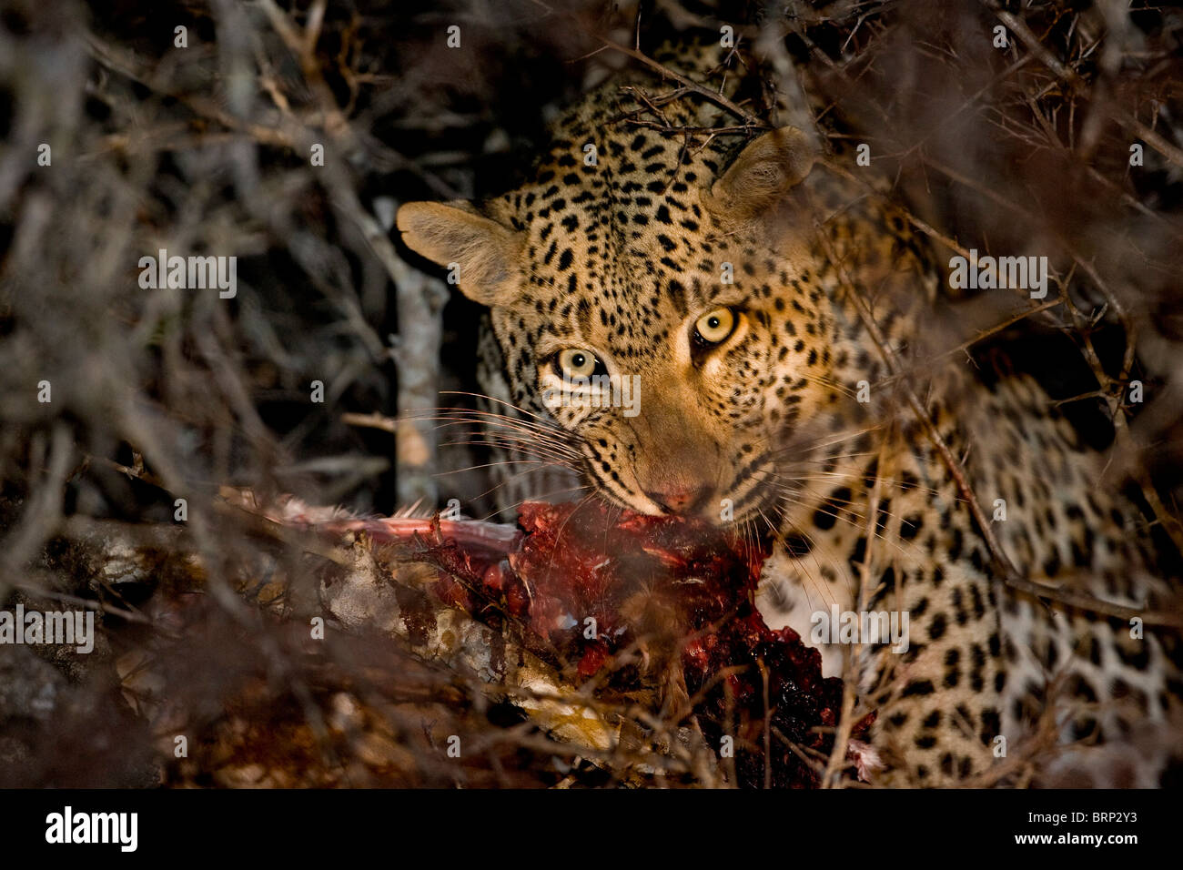 Leopard feeding on a kill in thick bush at night Stock Photo