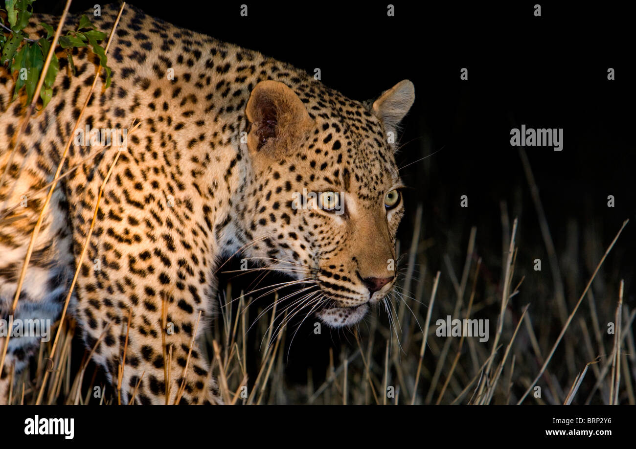 Leopard walking through dry grass at night Stock Photo