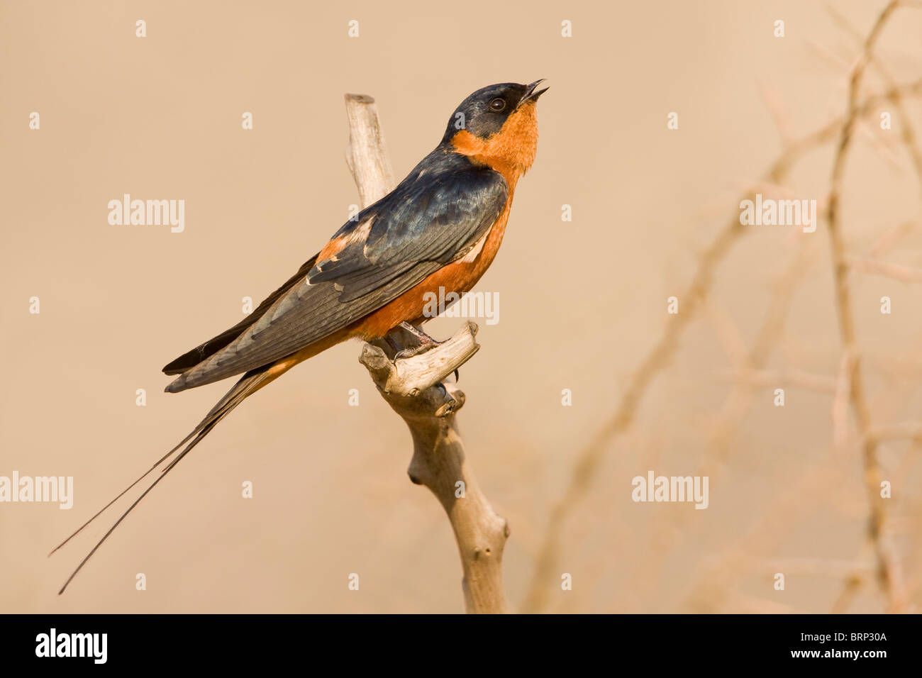 Red-breasted Swallow perched on a branch calling Stock Photo