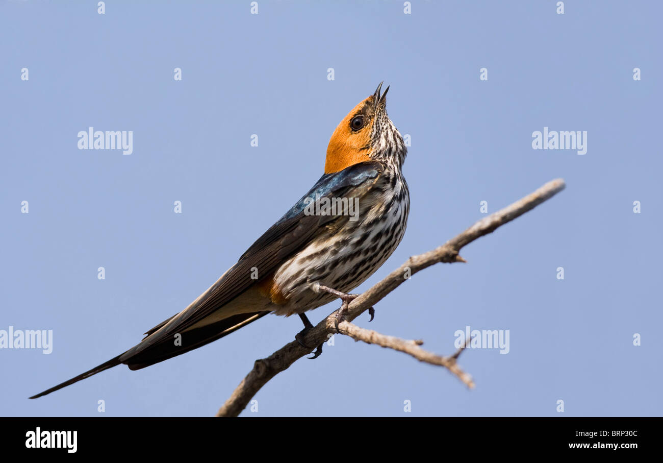 Lesser Striped Swallow perched on a branch calling, Stock Photo