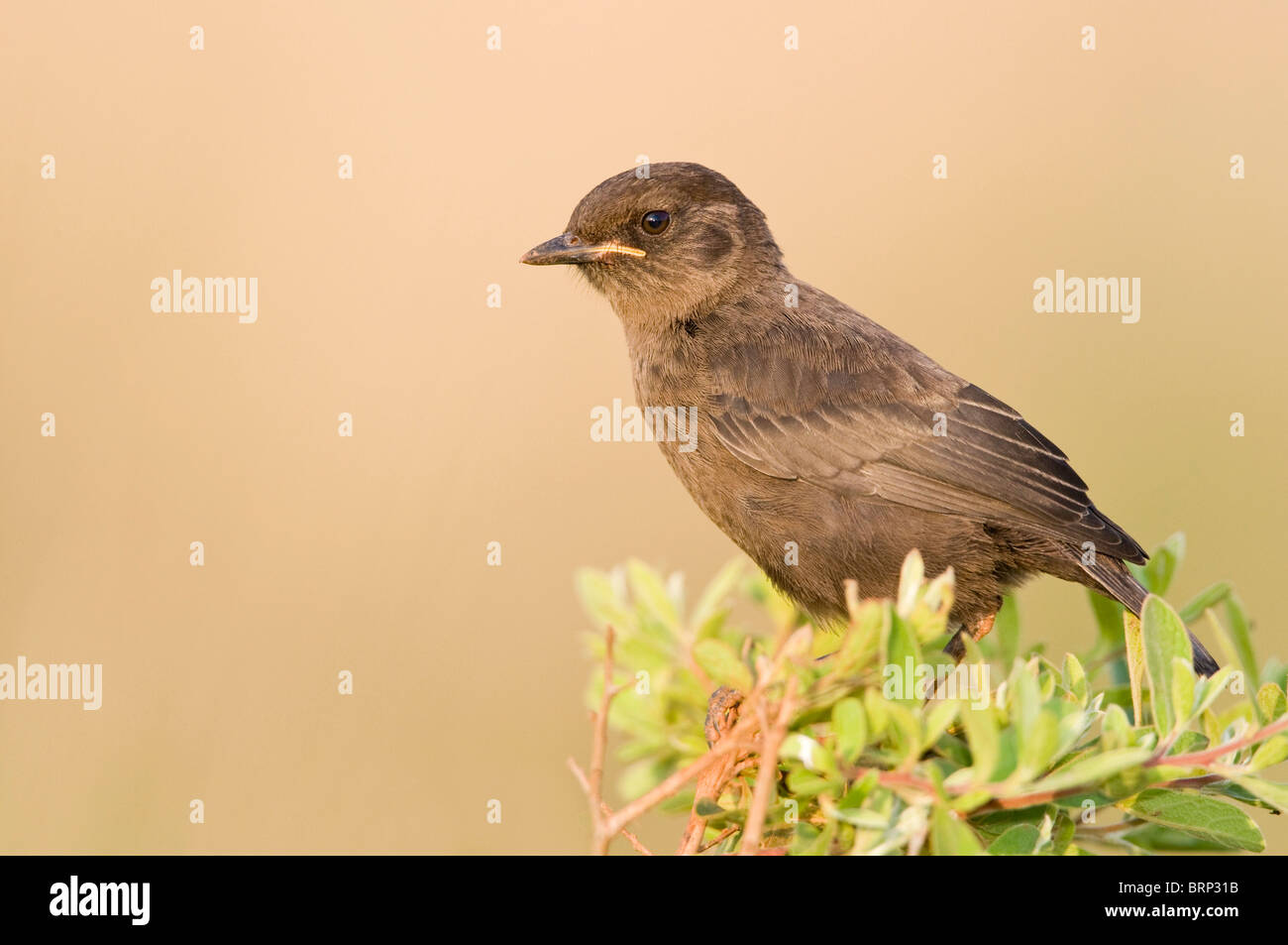 Ant-eating Chat perched on leafy branch Stock Photo