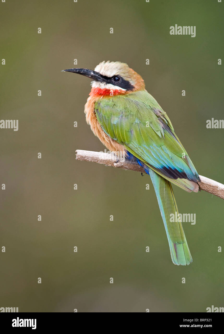 White-fronted bee-eater perched on a branch Stock Photo