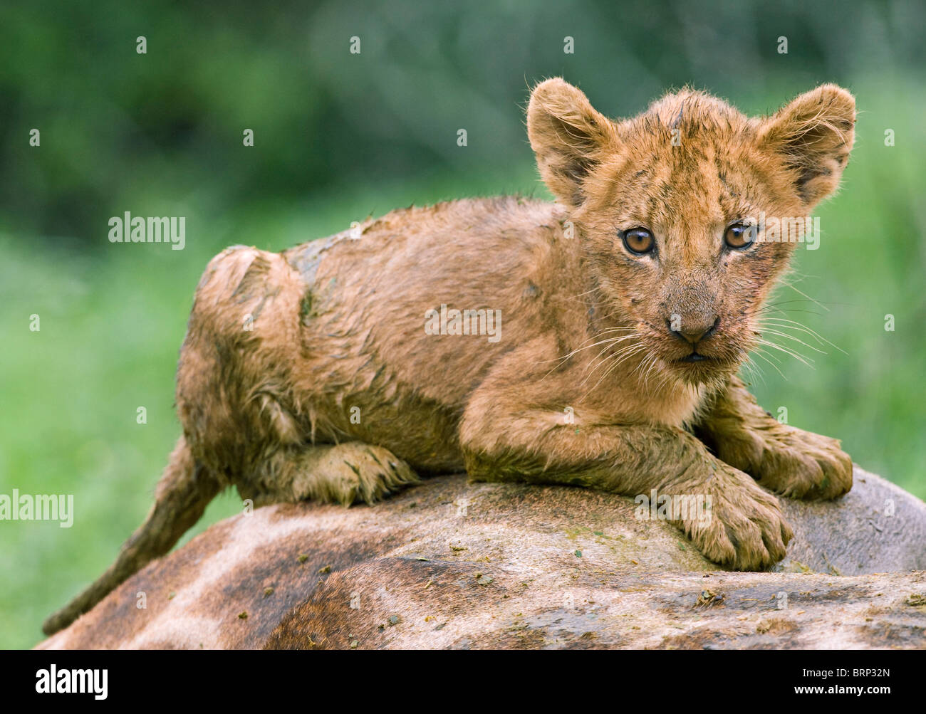 Lion cub lying on dead giraffe Stock Photo