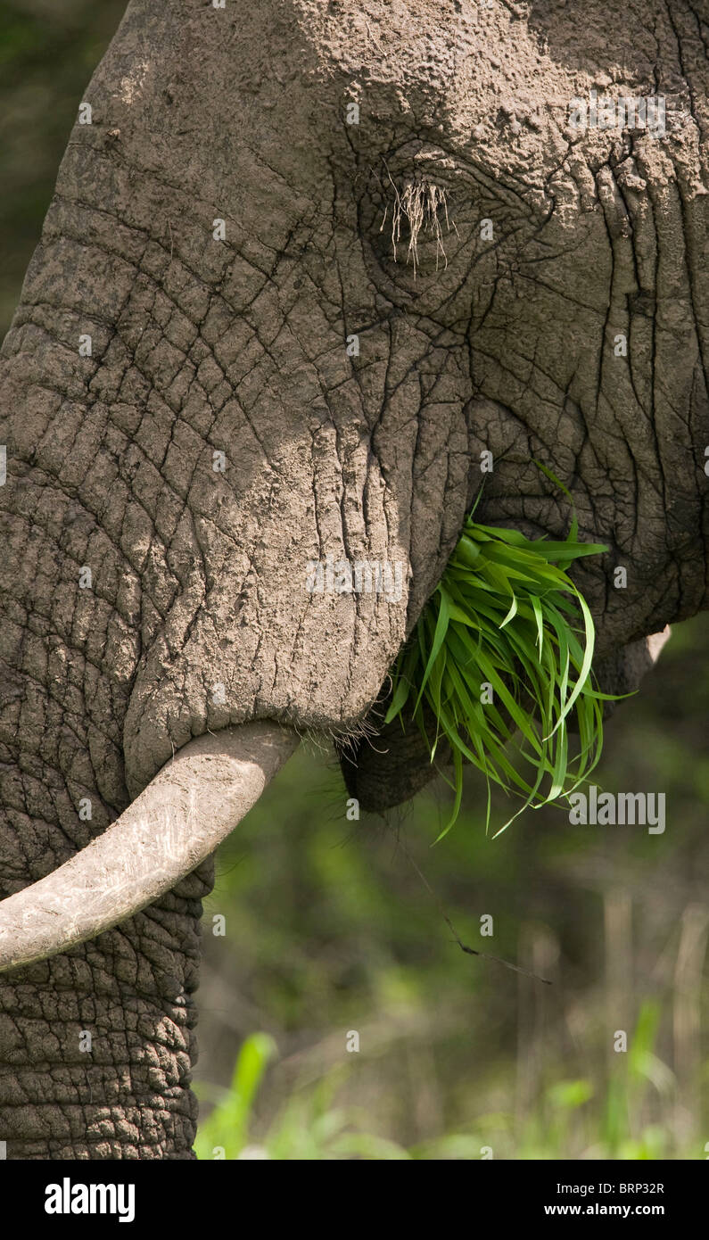 Elephant feeding on green grass Stock Photo