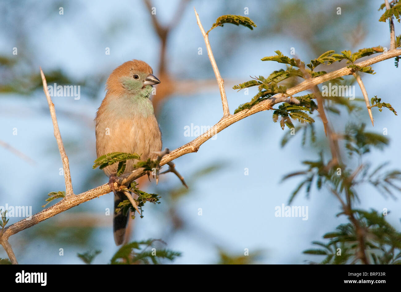 Blue Waxbill perched on a branch Stock Photo