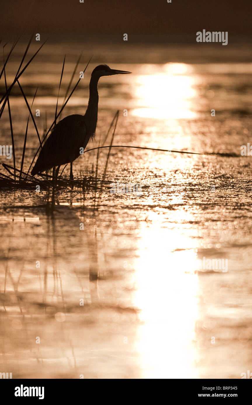 Grey heron silhouetted at waters edge Stock Photo