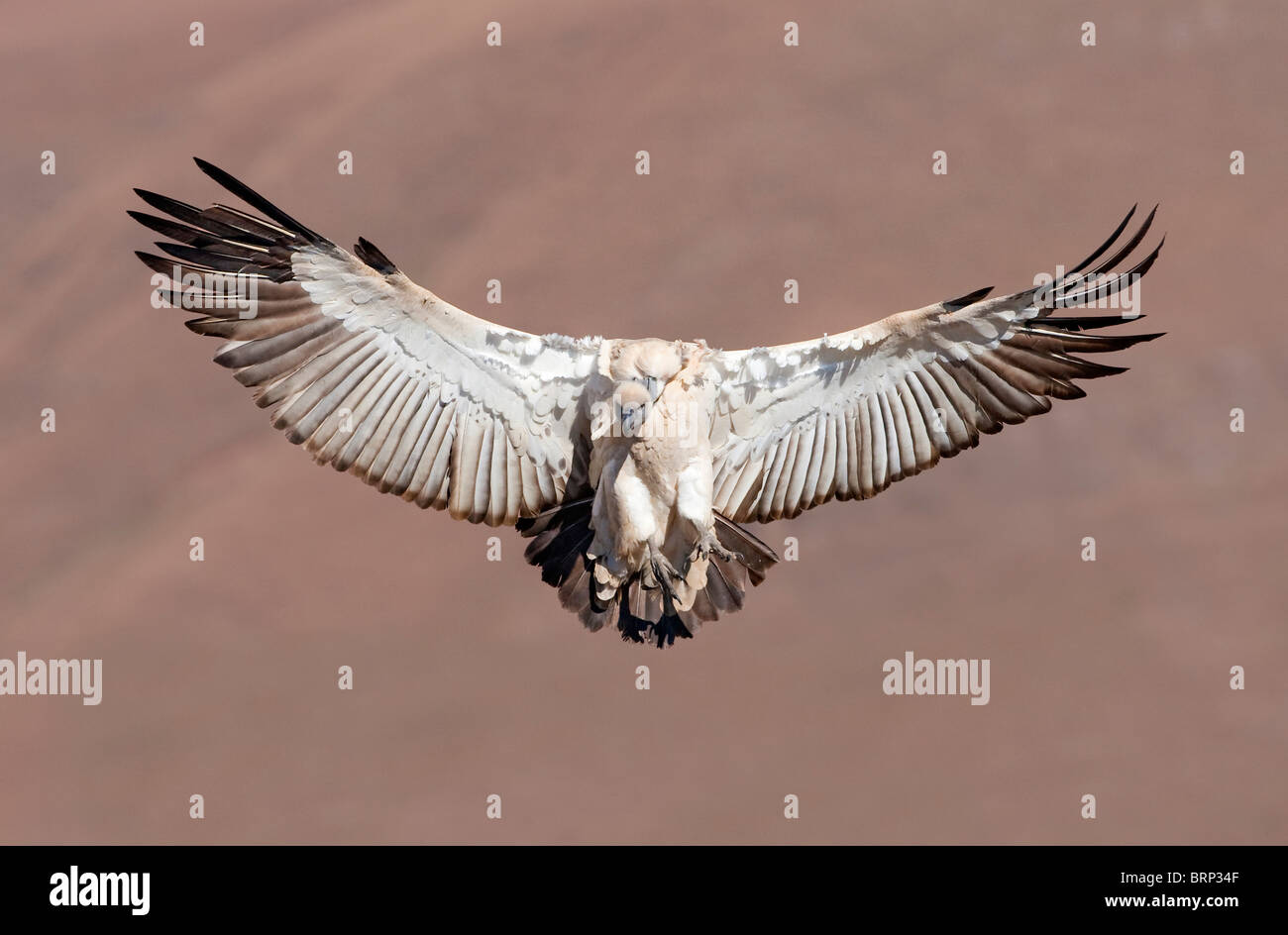 Cape Vulture in flight Stock Photo