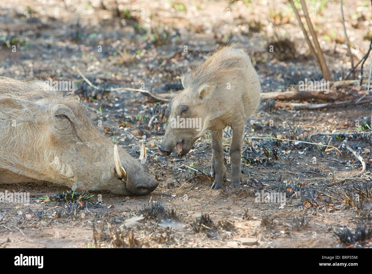 Warthog dozing amongst recently burnt grass with youngster nearby Stock Photo