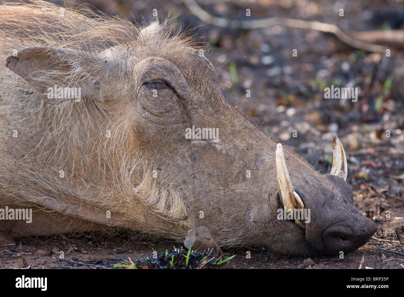 Warthog dozing amongst recently burnt grass Stock Photo