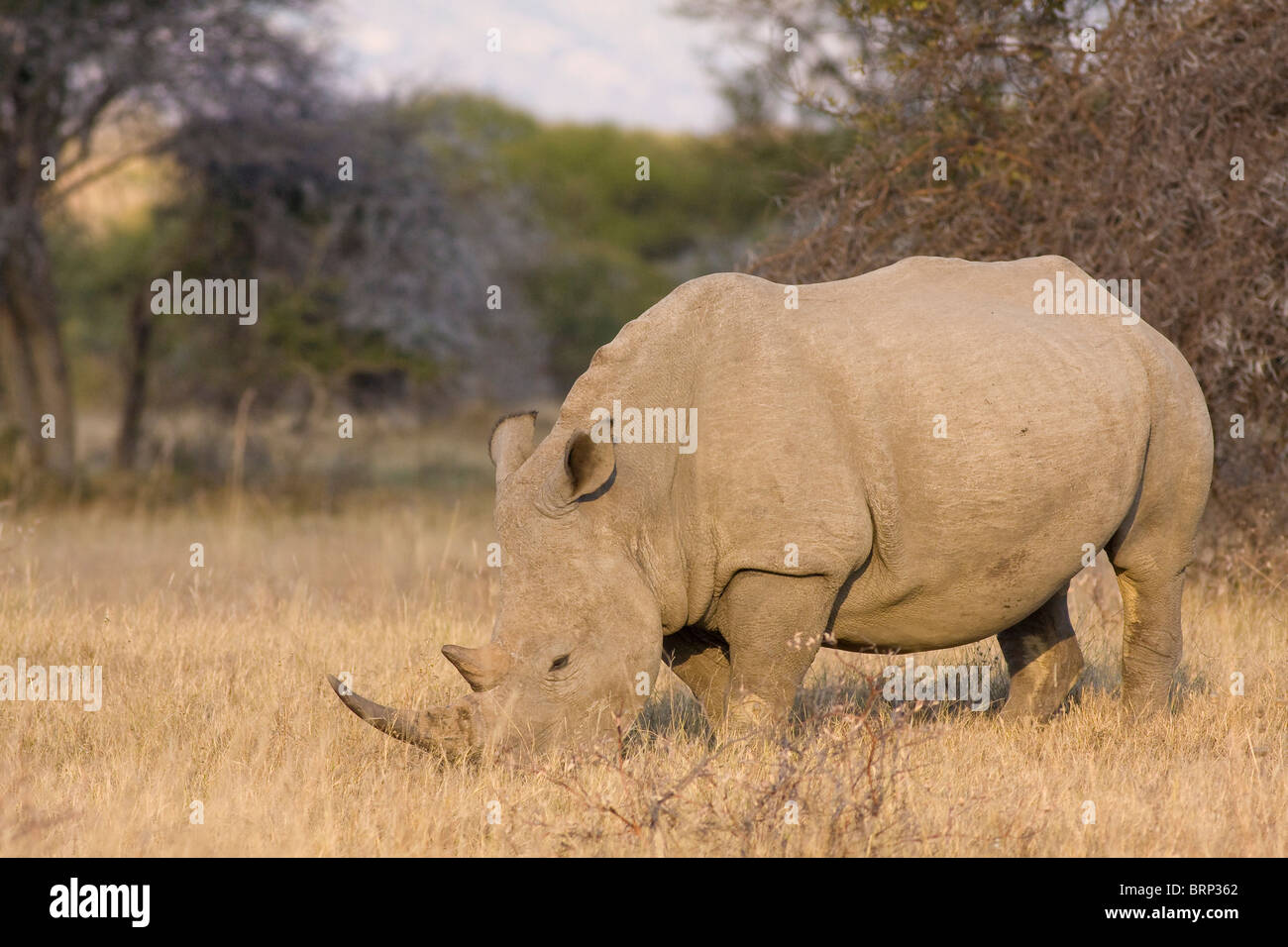White rhino feeding Stock Photo